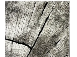 Alfombra Marla Diseño Moderno Árbol, Natural, 160 cm redondo