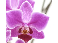Biombo fotográfico Bagheria, 180 x 120 cm, Orquídea