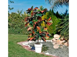 Croton 140 cm nortene 140CM