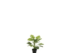 Filodendro en maceta de plástico verde de 15x15x54 cm