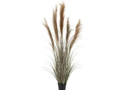 Hierba de las Pampas con 5 cabezas en maceta de plástico verde de 48x48x147 cm