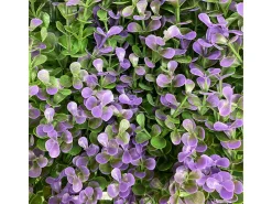 Jardín vertical lavanda 100 x 100 nortene 1 X 2M