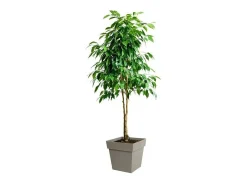 Maceta cuadrada - 39 x 39 x 39 cm - 38 L - Taupe -