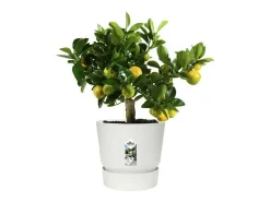 Maceta exterior redonda Ø 24 x Alto 23 cm - Blanco