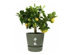 Maceta redonda 30 - Exterior Ø 29,5 x 27,8 cm - Verde hoja