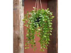 Planta artificial colgante de Polipropileno - 24 x 10 x 81 - Verde - FICUS