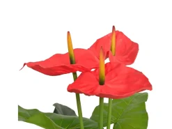 Planta artificial con maceta Anthurium 90 cm Rojo y Amarillo