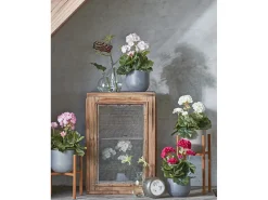 Planta artificial de Poliéster y terracota - 34 x Ø20 - Rosa - GERANIUM